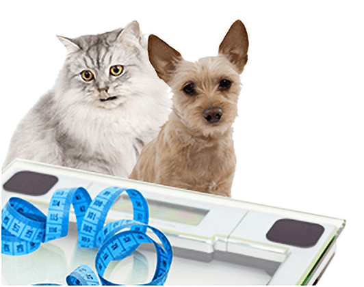Ein Hund und eine Katze mit einer Waage und einem blauen Maßband